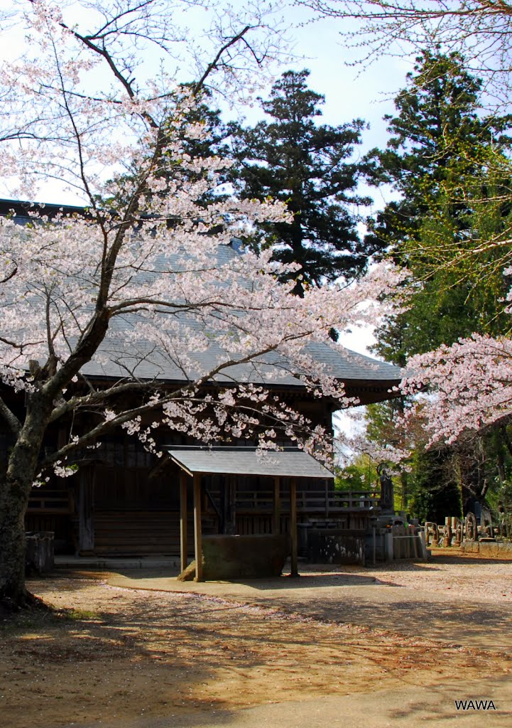 Sairenji temple, 西蓮寺の桜 (行方市) by mandegan