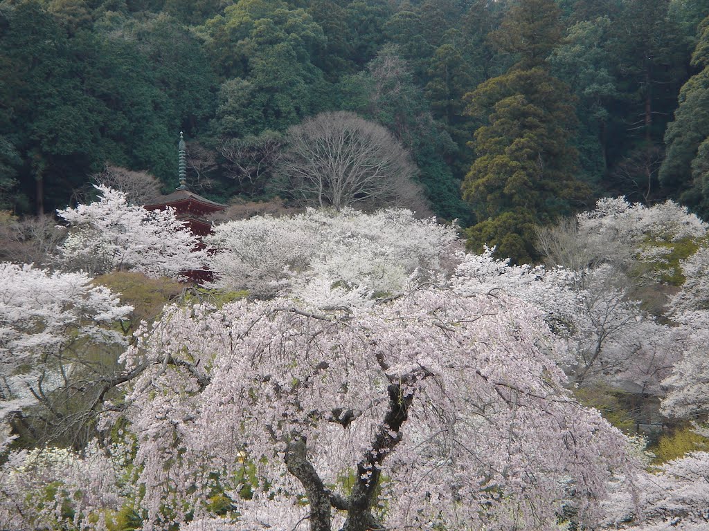 桜に溺れる五重塔 by Miyata Takeshi (猫砂)