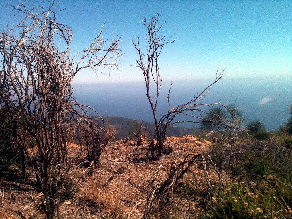 Spanish Broom - a Non-Native Plant is Eradicated by the Nature Conservationists by Tereska