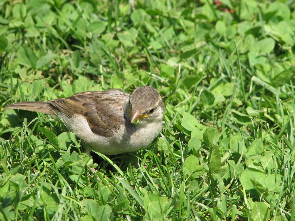 Passero solitario by Carmelo Giovanazzi