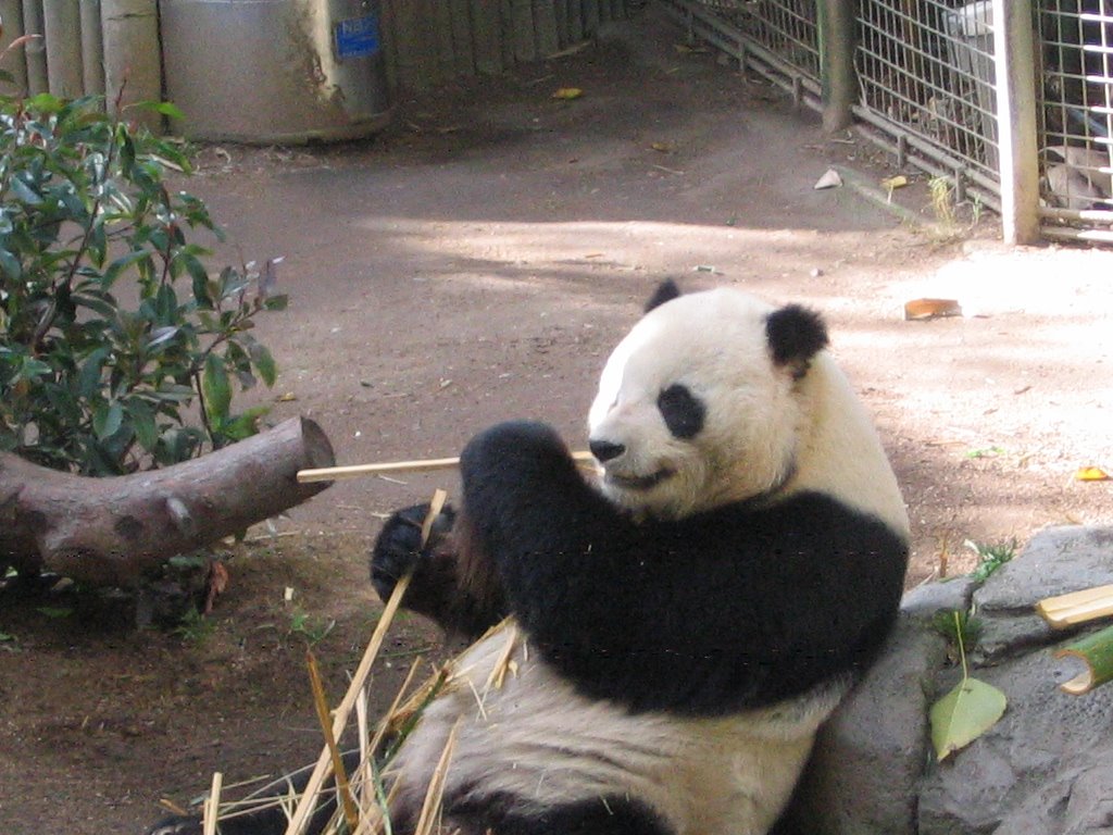 Panda at San Diego Zoo by Neko2