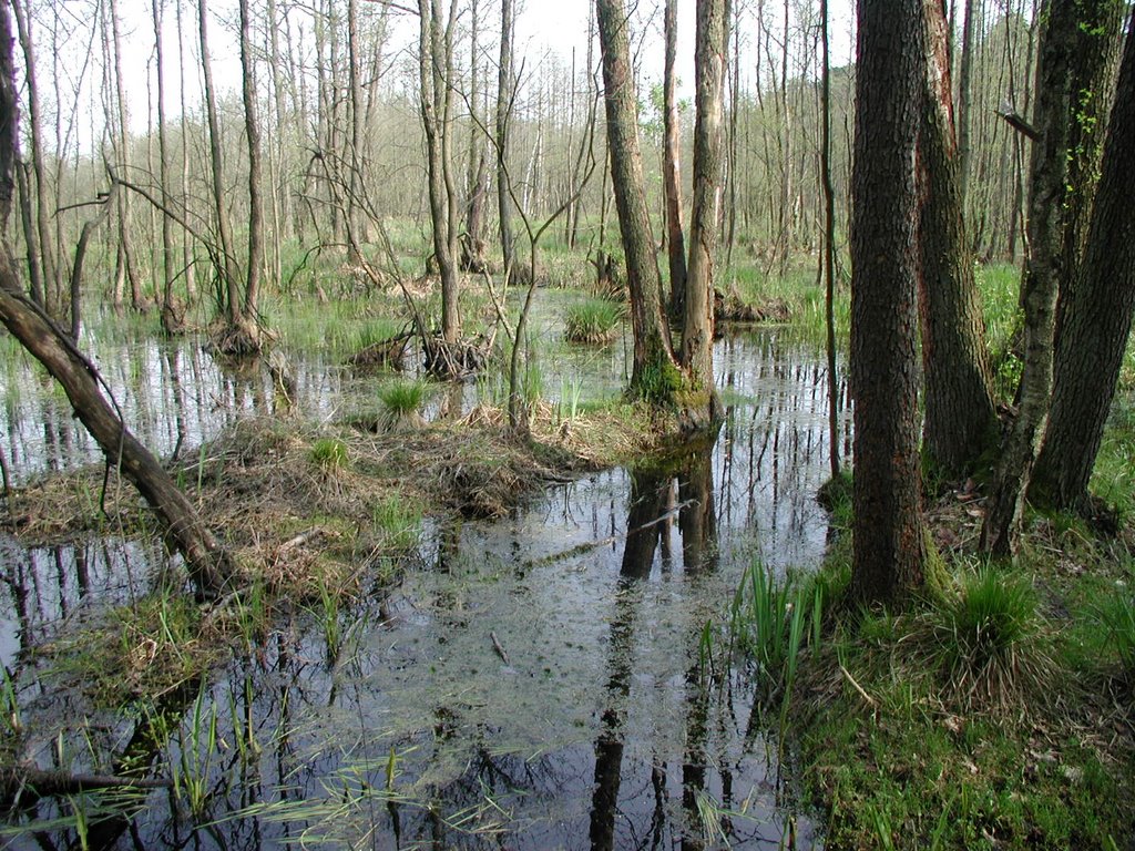 Kampinos Rezerwat Sieraków - Sadowa by Marek Dobosz