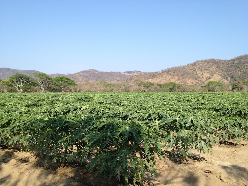 Plantacion de Papaya Maradol, Jose Maria Morelos, Huazolotitlan, Oax. by MVZOACP