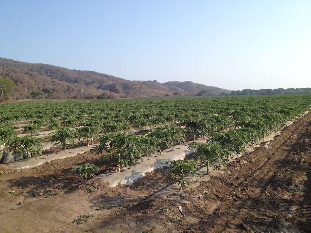 Beto R. - Plantacion de Papaya Maradol, Jose Maria Morelos, Huazolotitlan, Oax. by MVZOACP