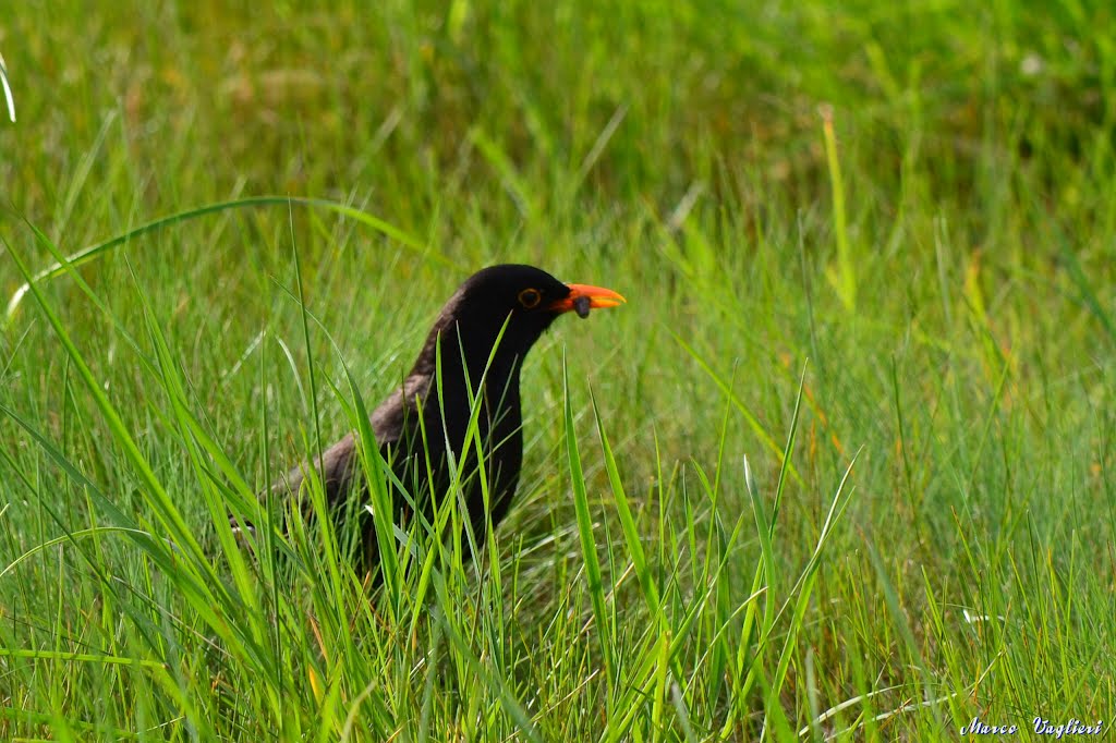 Turdus merula by Marco Vaglieri