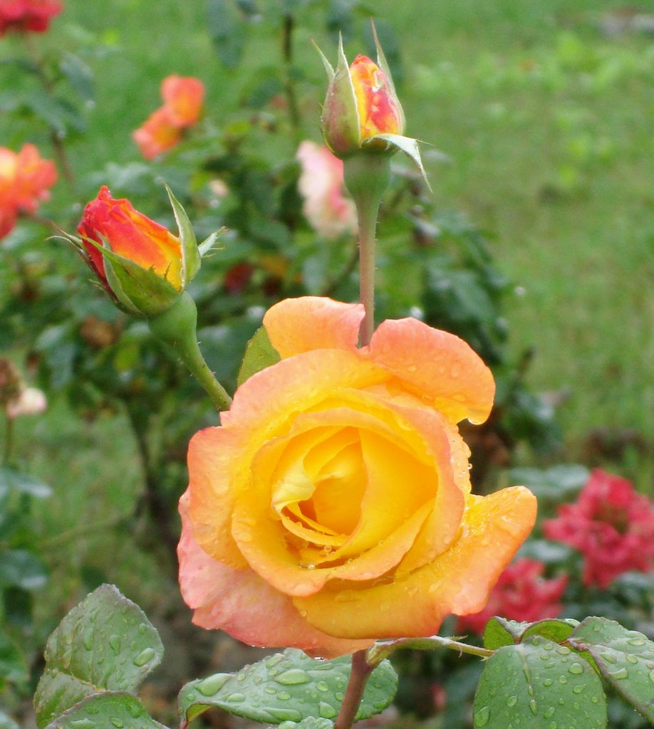 Una rosa es una rosa es.Córdoba.(España) by Rafael Cuadrado Galá…