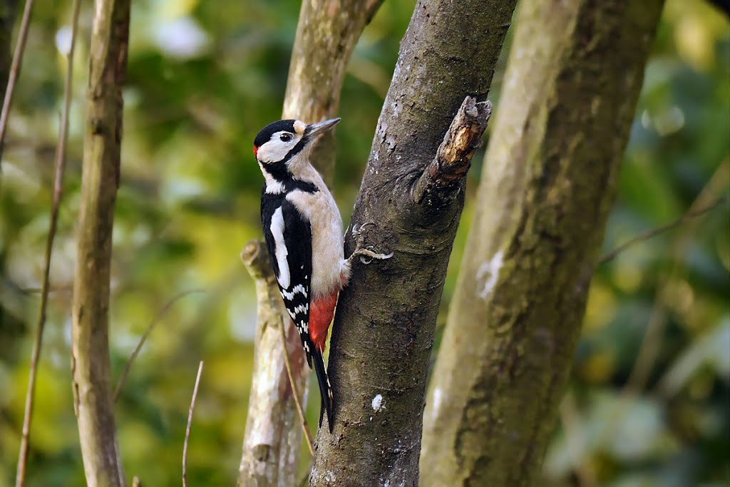 Great Spotted Woodpecker by David Humphreys