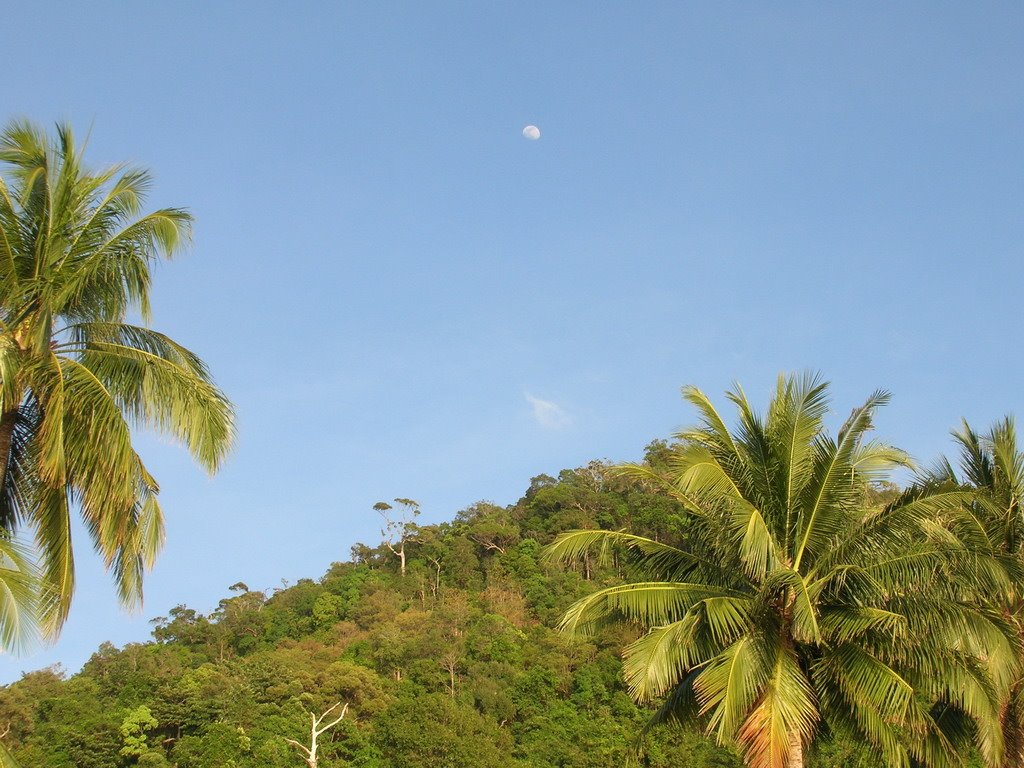 White sand palm moon by vanes73