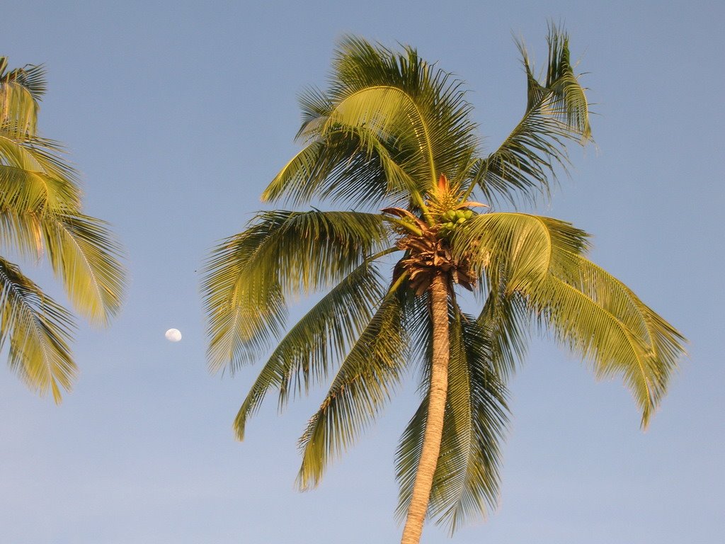 White sand palm moon by vanes73