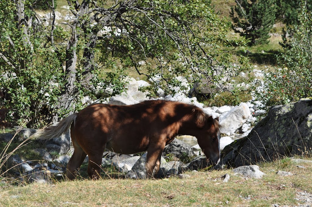 Cavalls by Josep Valenti