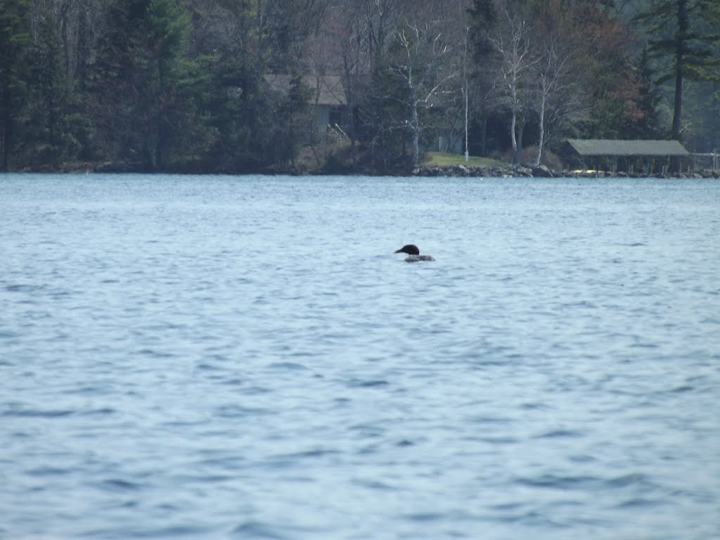 A loon. by JB The Milker