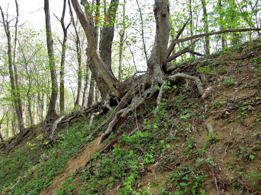 Keyser Run Fire Road Roots by Chris Sanfino