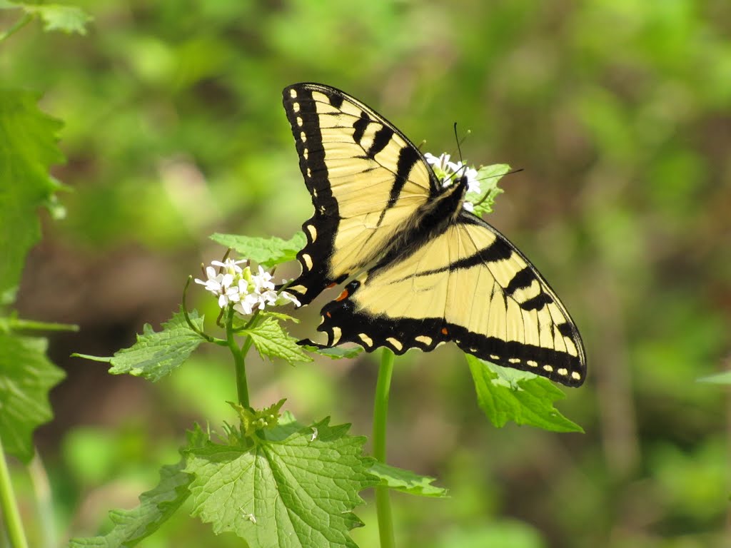 Tiger Swallowtail Butterfly on Keyser Run Fire Road by Chris Sanfino