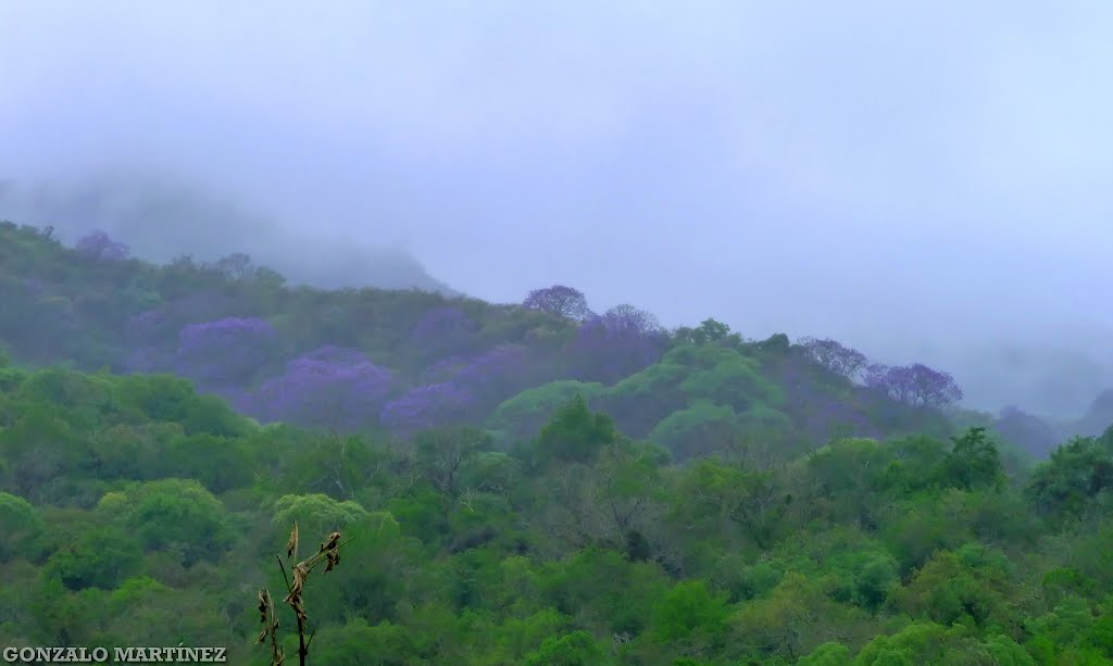 Selva nublada en Catamarca, Argentina. by Gonzalo Martínez