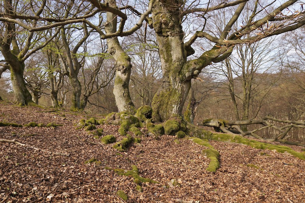 Impressionen aus dem Hutewald Halloh by schnauzerfreund