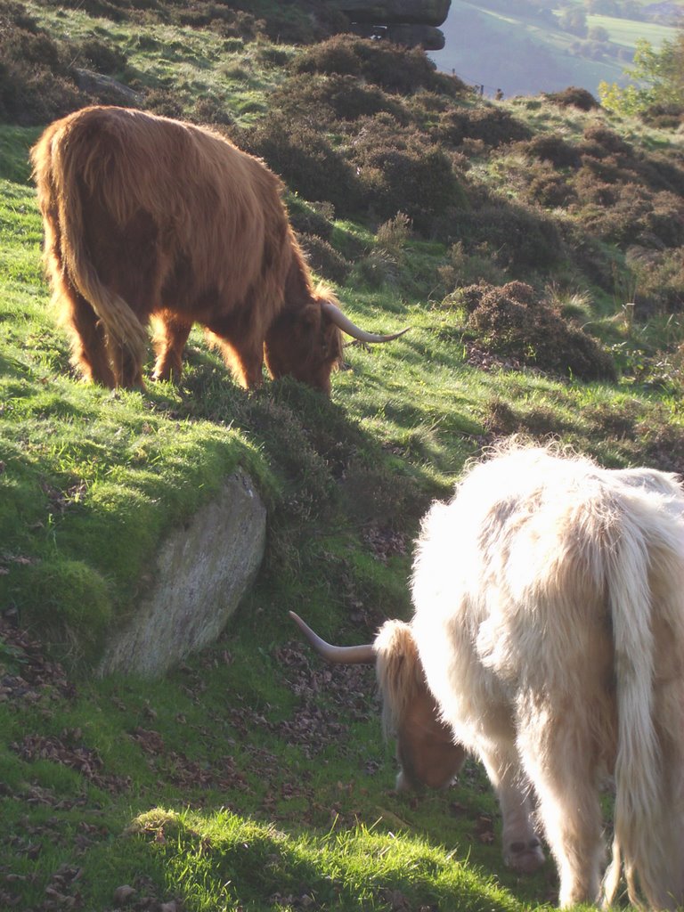 Baslow Edge cattle by aburk