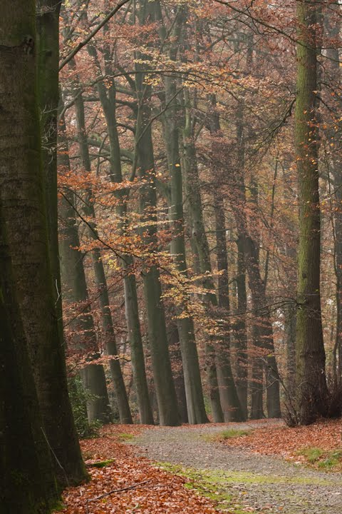 Landgoed Rennen Enk by Floris van Loon