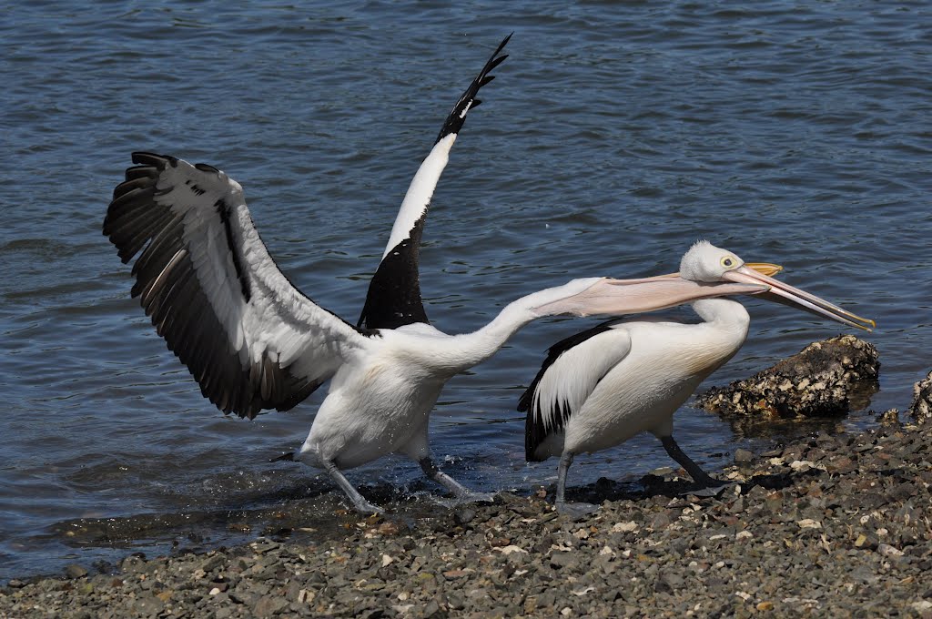 Gotcha! camden haven river, laurieton by ross bate