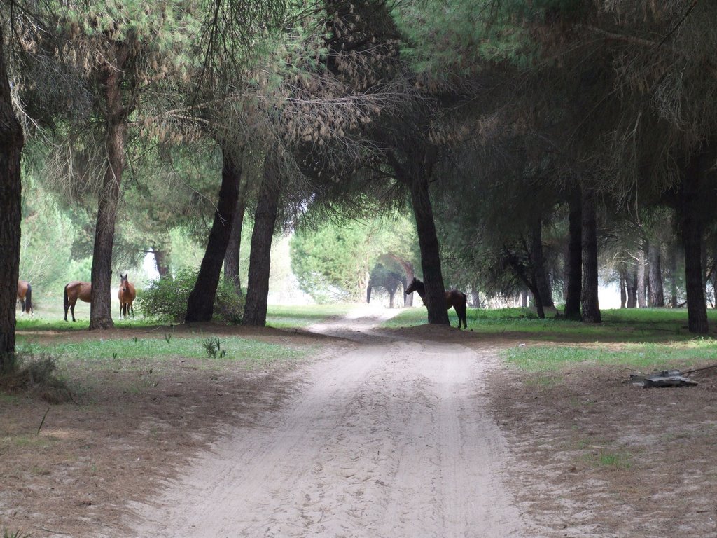 Hinojos, 21740, Huelva, Spain by Jan Brontsema