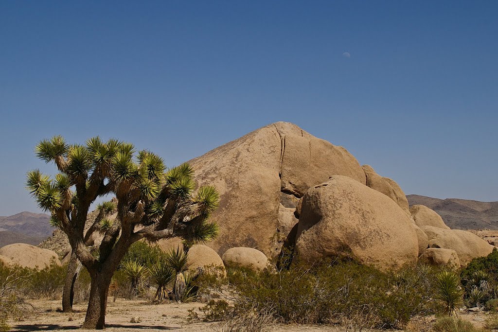 Joshua Tree National Park by Rumiana Koynova-Tenc…