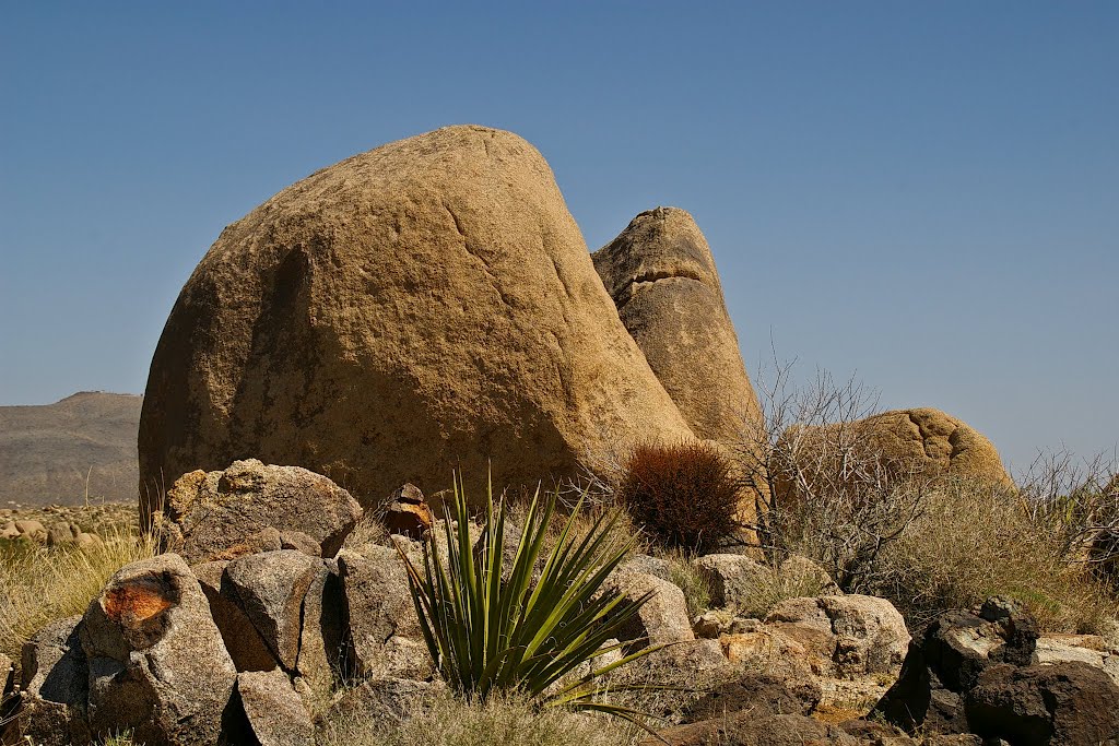 Joshua Tree National Park by Rumiana Koynova-Tenc…