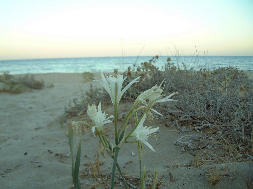 Flower in the sand by kelilan