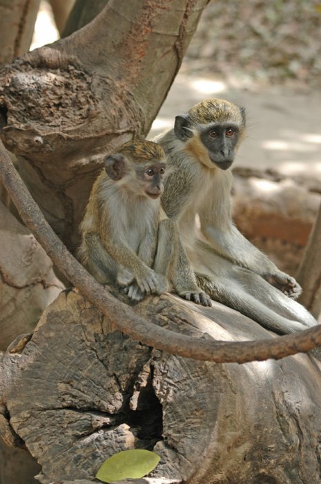 Vervat Monkeys in Bijilo Forest "Monkey" Park by TarkaJay