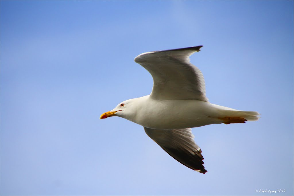 GAVIOTA PATIAMARILLA by Jesús Rodríguez