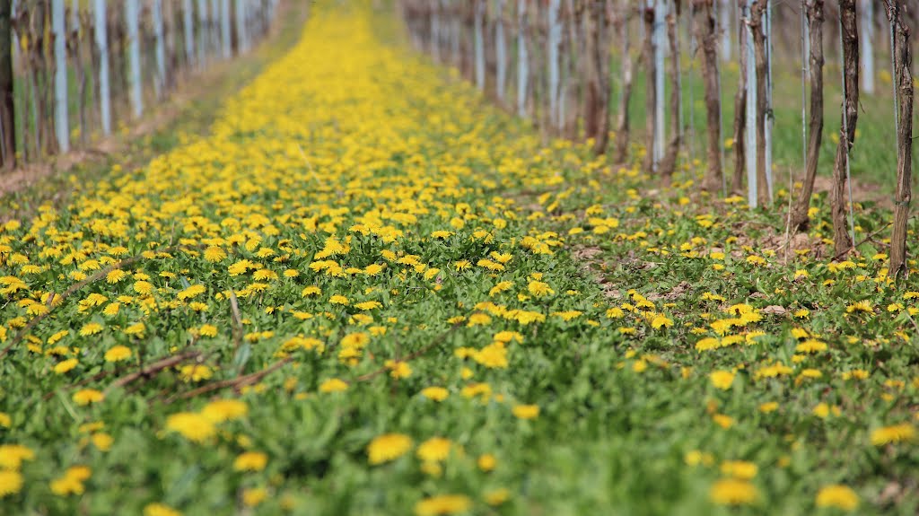 Löwenzahn im Wingert / Hawkbit in wineyard by Arno Radmacher