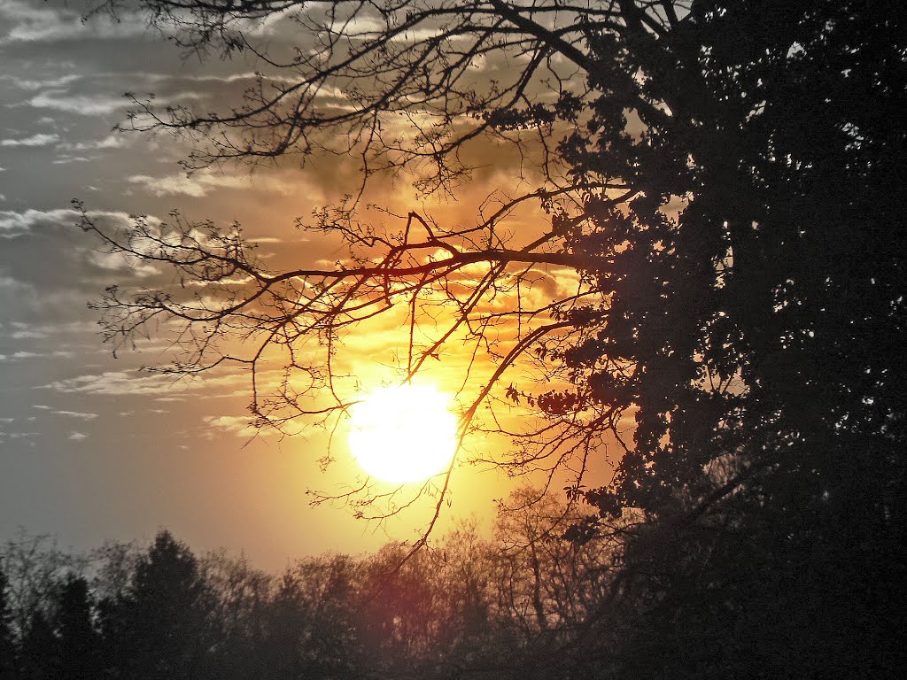 Sonnenuntergang Im Akazienwäldchen, Pfinztal-Berghausen by Konstanze Junghanns