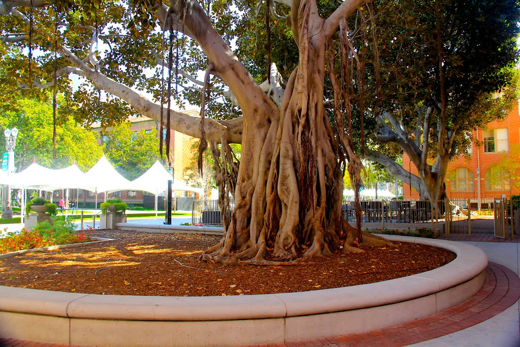 USC Campus, Los Angeles, CA by Michael Jiroch