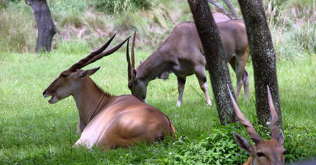 WDW - AK -SAFARI by © LK Kelley