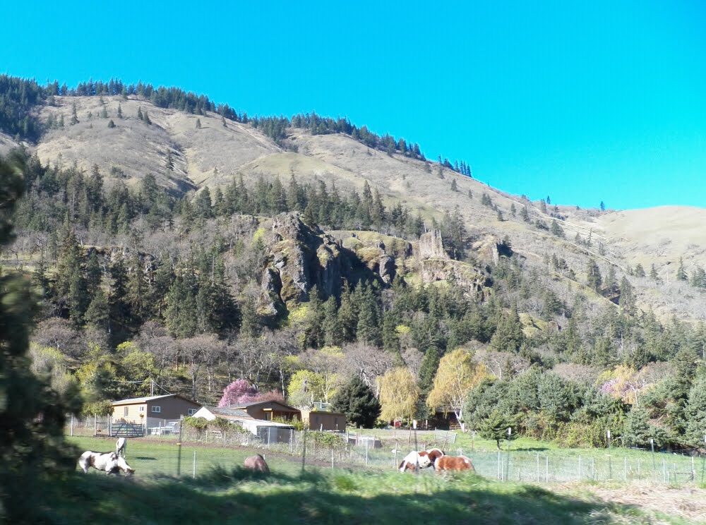 Horses near Rowena Oregon by Pamela Elbert Poland