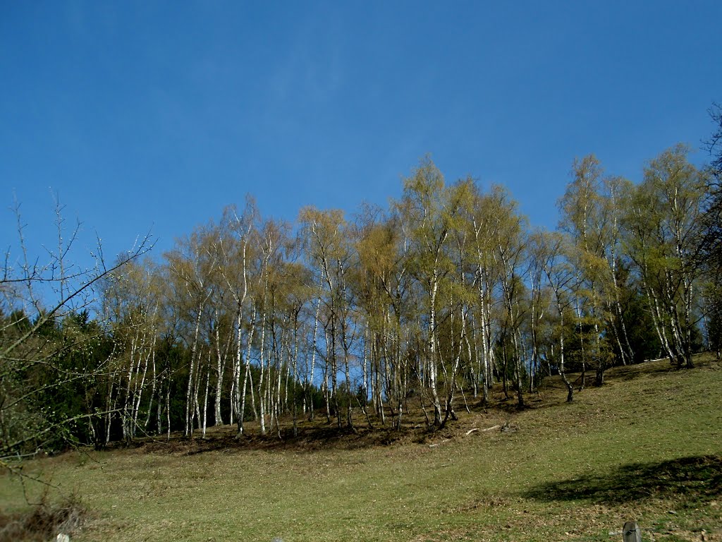 Birkenwäldchen , Glottertal , Freiburg by Siegfried Erdrich