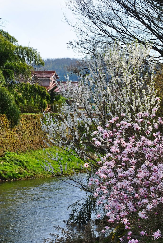 Forest Road:Hasadani-mati in spring 2012 波佐谷町の春 by Pale Blue