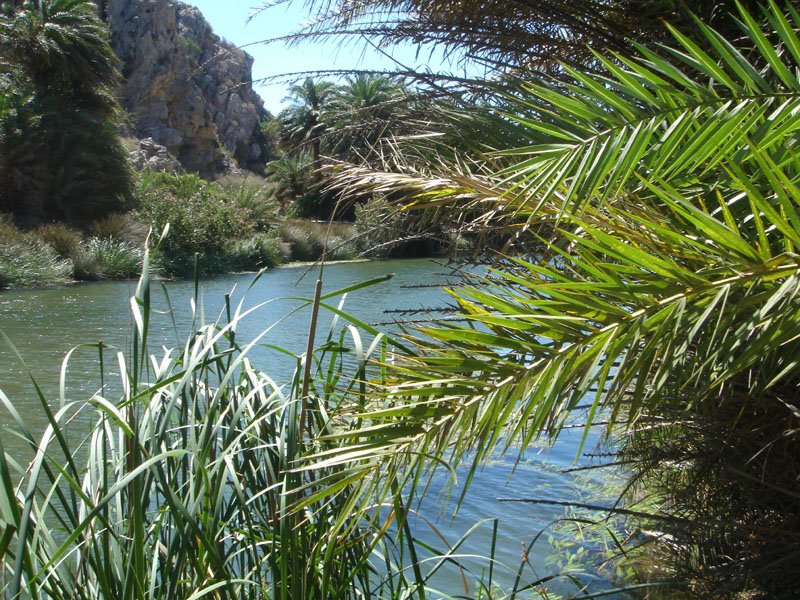 Preveli Palm river by Alexander Kalinich