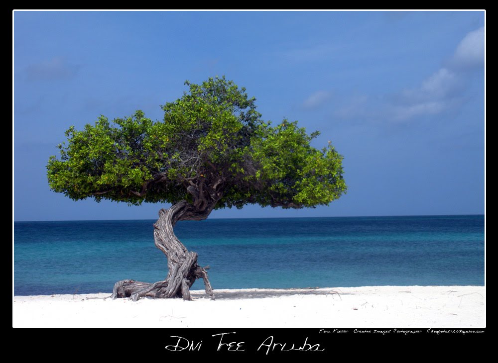 Divi Tree Aruba by Kevin Koehler