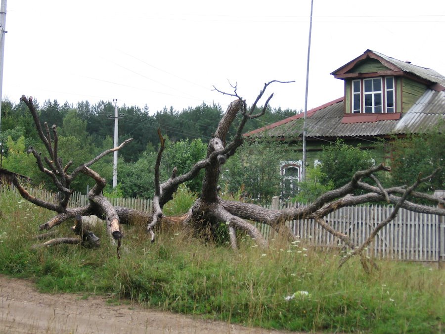 Luchki, Vladimirskaya oblast', Russia, 601831 by Constantin Voutsen