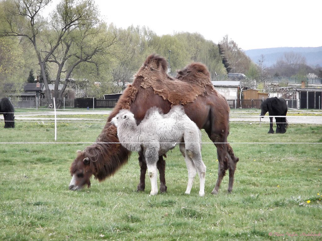 Zirkustiere auf der Wiese - Animals of circus on the meadow by KarinVogler