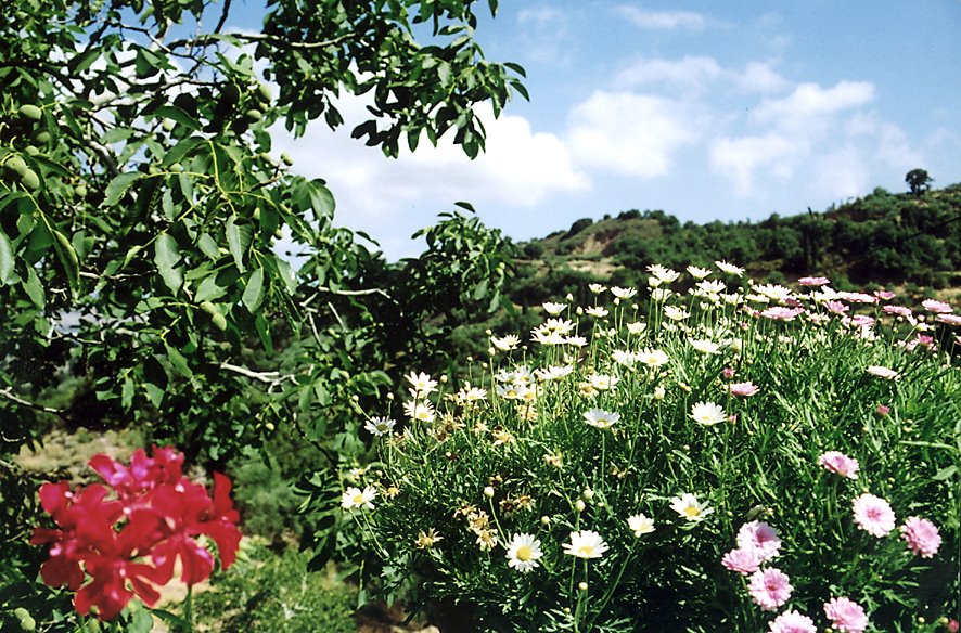 Flowerses of Greece by Olg TR