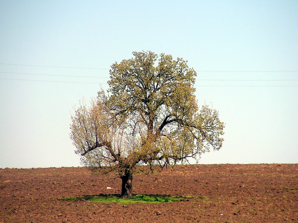 Lonely tree by martin_BG