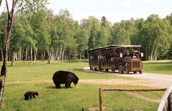 Zoo St Félicien - Lac St Jean by vaness2922