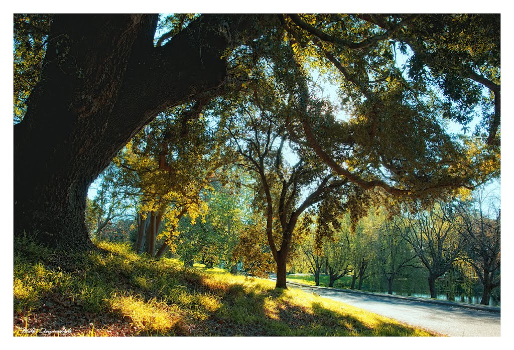 Centennial Park by Michael Domaradzki