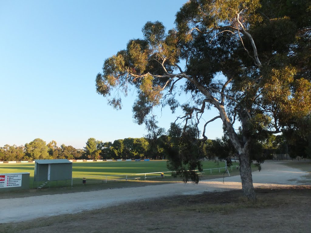 TINTINARA OVAL area along Lewis Street in Tintinara, SA, on 17-04-2012 by Peter John Tate,