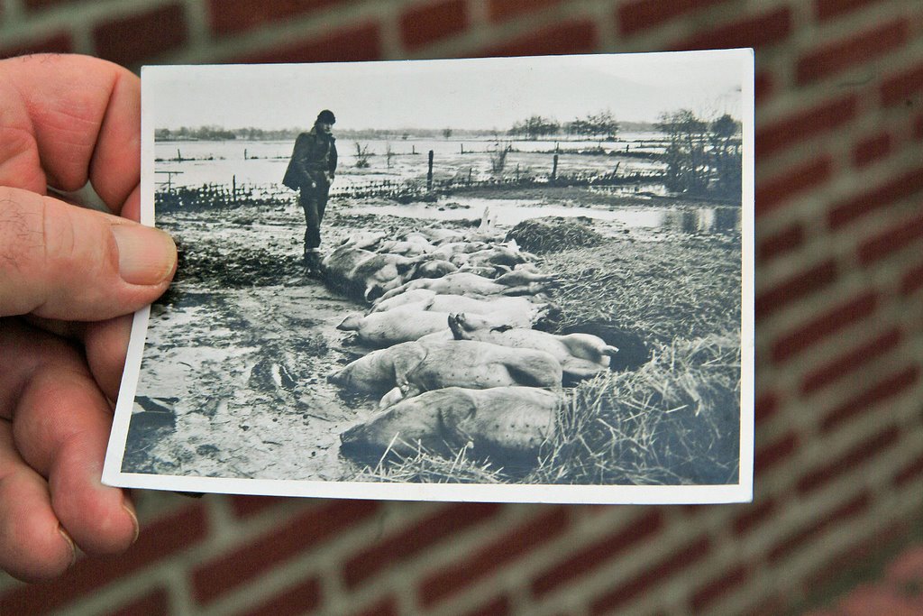 Deichbruch 1976 - Landwirt Claus-Dieter Körner zeigt ein Foto, wo er als damals junger Landwirt erschüttert vor ertrunkenen wertvollen Zuchtsauen steht by Juliane Herrmann