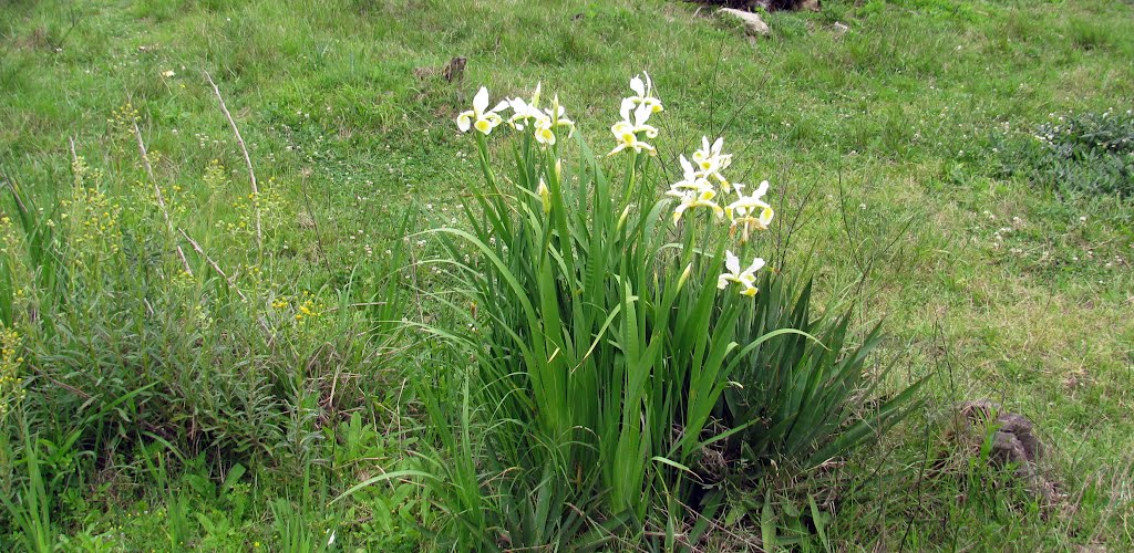 Flores del 22 en Echegoyen (www.aenbici.blogspot.com) 2011 by aenbici