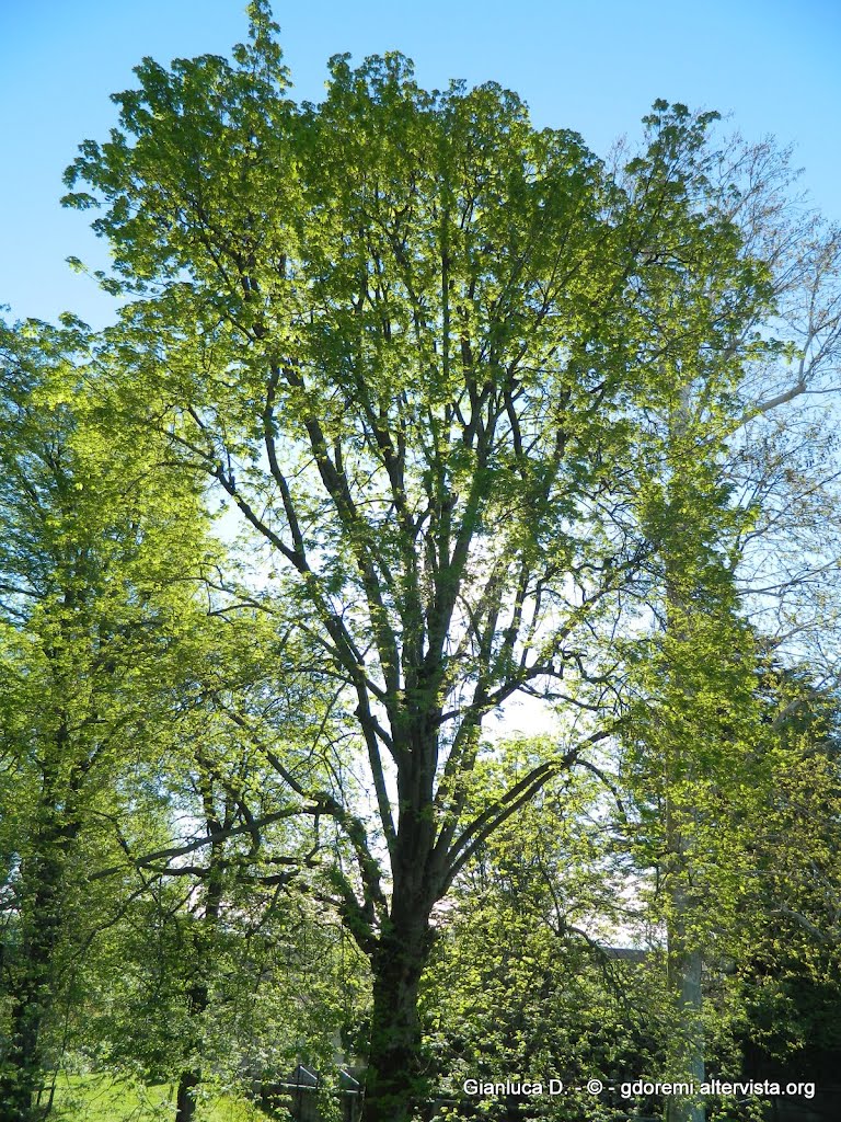 Albero by Giangol