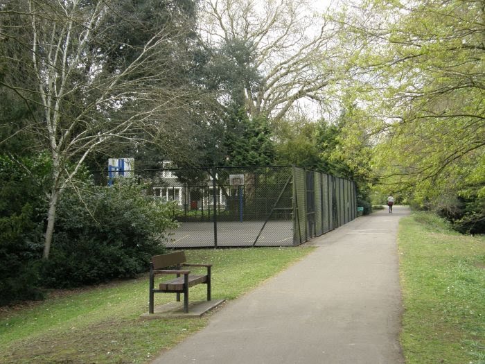 Basketball between trees by sport in touch UK