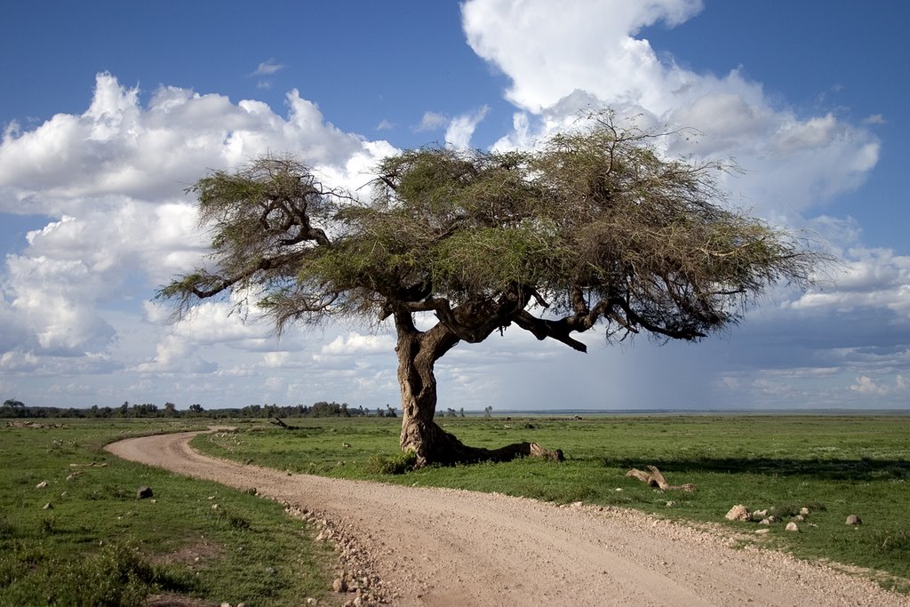 Amboseli (Kenya)_acacia by Laura Sayalero