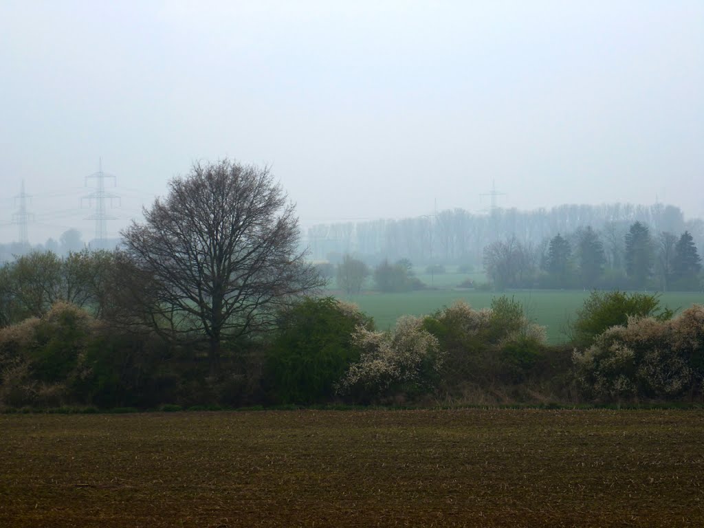 Neblige Frühlingslandschaft bei Merzenich by Cheruskerkind